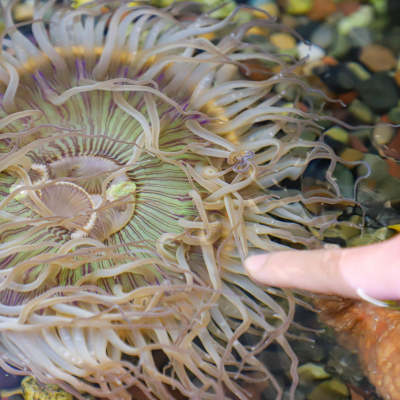 Sunkist Branch image of a finger touching a sea animal